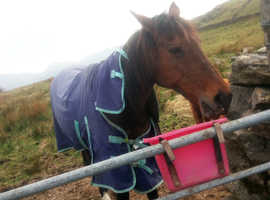 15'1 thoroughbred mare