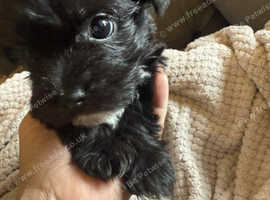 Yorkie jack boy