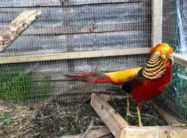 Red Golden Pheasant chicks