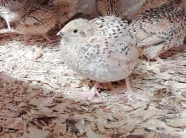 Japanese, Itallian, White Coturnix Quail in Dinas Powys on Freeads ...