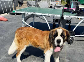 Saint Bernard Girl for sale