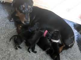 Kc registered Miniature dachshunds