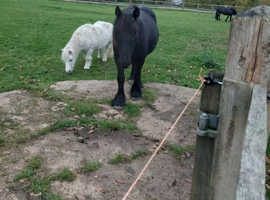 Fell pony filly for sale - Sevenoaks