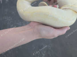 1x 3 year old male super special  1x 6 month pastel mojave yellowbelly female £70 for both