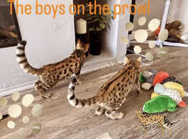 F3 Savannah Kittens! Registered breeders of Kiwanga pedigree Savannahs
