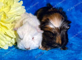 Cute Hairy Poppers available