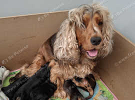 Cocker spaniels puppy's