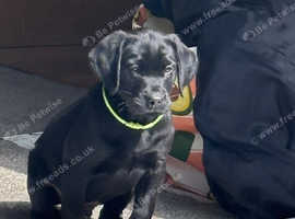 KC registered black Labrador puppy ready to leave now