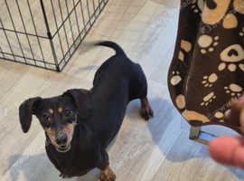 Female miniature Dachshund for adoption