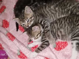Tabby tiger kitten