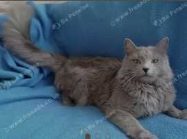 Rare breed Nebelung boy 3 years old