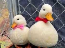 2 female call ducks wanted