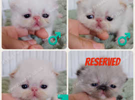 Exotic shorthair kittens colourpoint