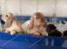 Mini lops