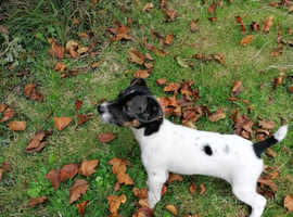 Jack Russell puppies ## All SOLD ##