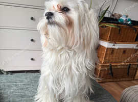 Beautiful boy looking for a new home