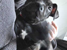 8 week old Staffordshire bull terrier