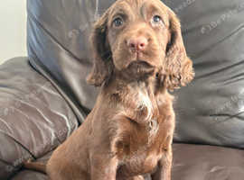 Stunning sprocker puppies