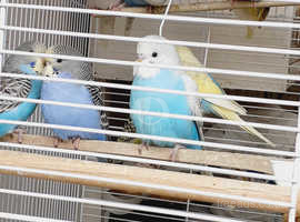 young budgies one week only £10