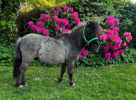 2021 registered Shetland colt