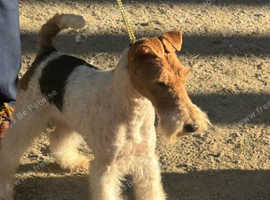 Wire Fox Terrier Male "Beau"