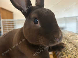 Rex rabbits for sale