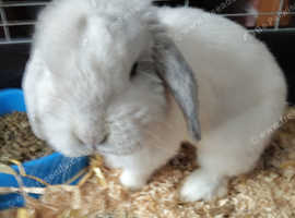 Lop eared rabbit male 12 months old