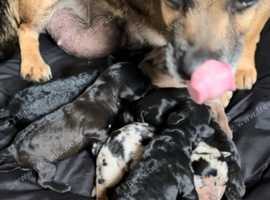 DACHSHUND X JACK RUSSELL PUPS