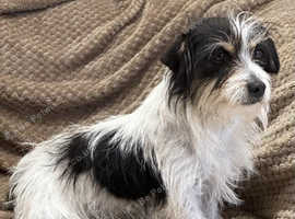 Long haired jack russell for sale near clearance me