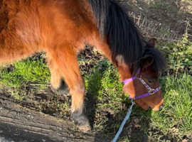 Lovely dartmoor gelding