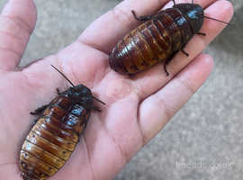 10 baby Madagascan hissing roaches (10 for £5!)
