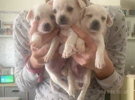 Long haired teacup chihuahua puppies for 2024 sale near me