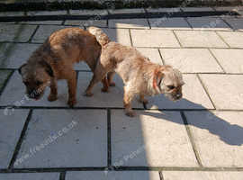 Border terrier puppies
