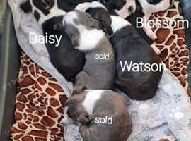 Boston terrier puppies