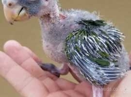 Blue headed pionus baby parrots