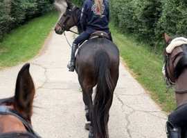 Confidence giver horse , sold with tack