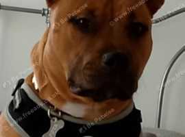 Staffie cross...bull mastiff