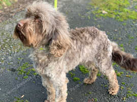 cockapoo au chocolat adulte