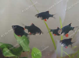 Green tiger barb