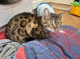 TICA Registered Bengal - Full pedigree