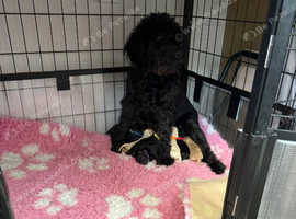 TOY Adorable Labradoodle DNA TESTED