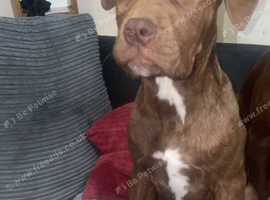 Female mastiff pup