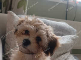 Teddy bear zuchon