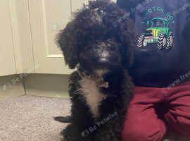 Spanish water dog puppy