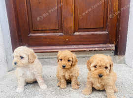 Cockapoo puppies for sale
