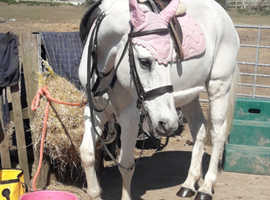 !15hh hack,lead rein, project!