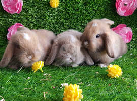 Trio of bunnies