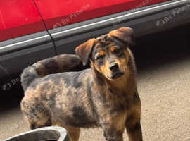 Rottweiler Merle Cross Breed Female