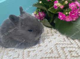 Netherland dwarvs