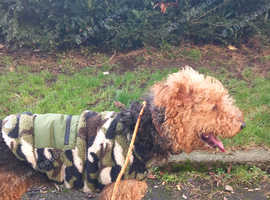 Airedale terrier from a champion bloodline